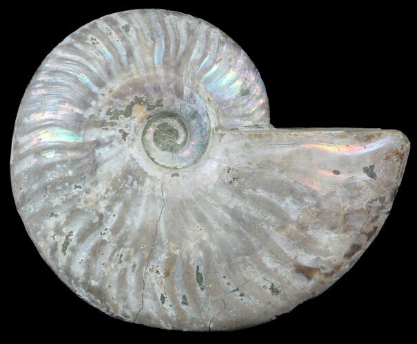 Silver Iridescent Ammonite - Madagascar #54867